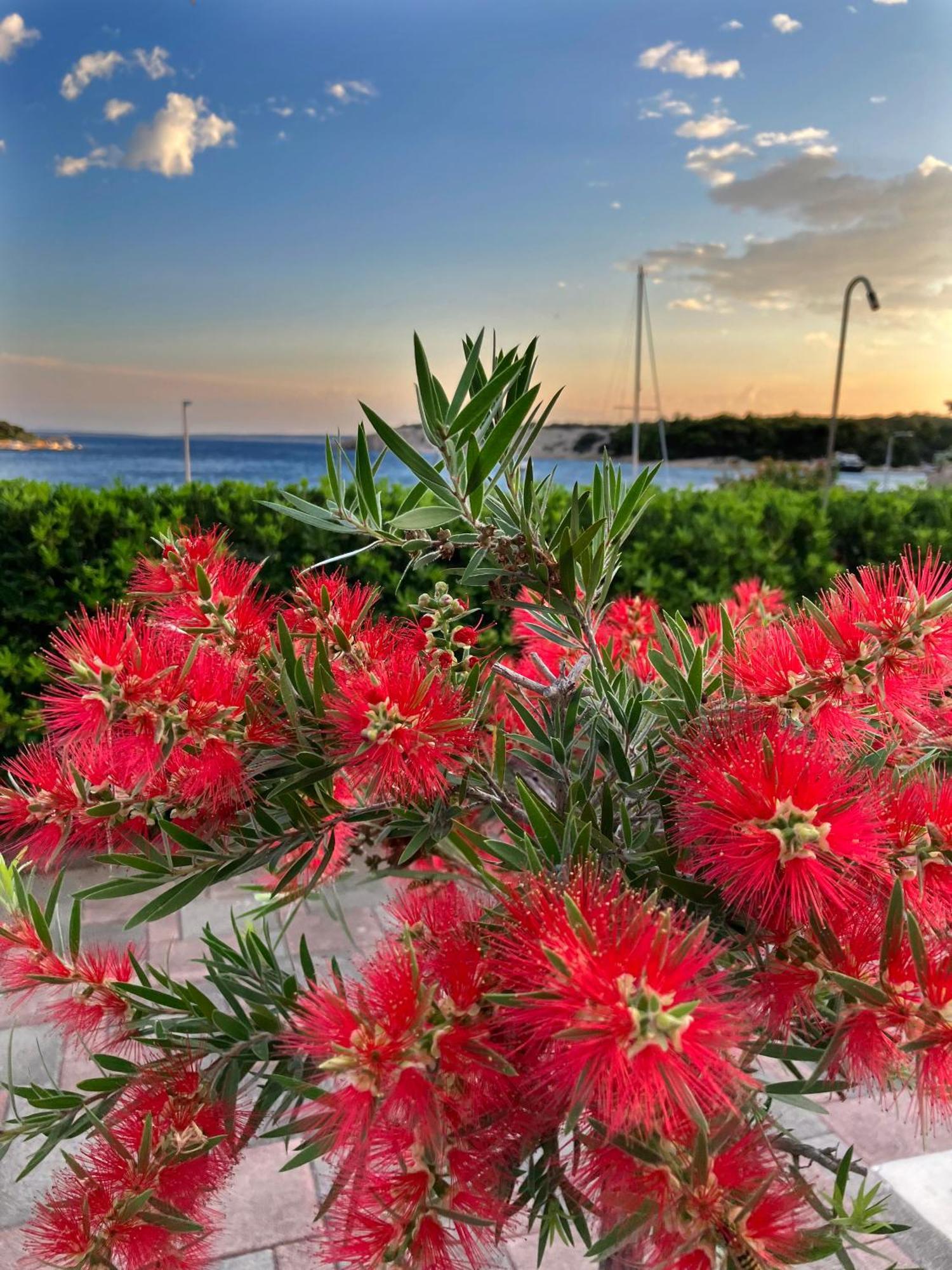 Olive House Simuni