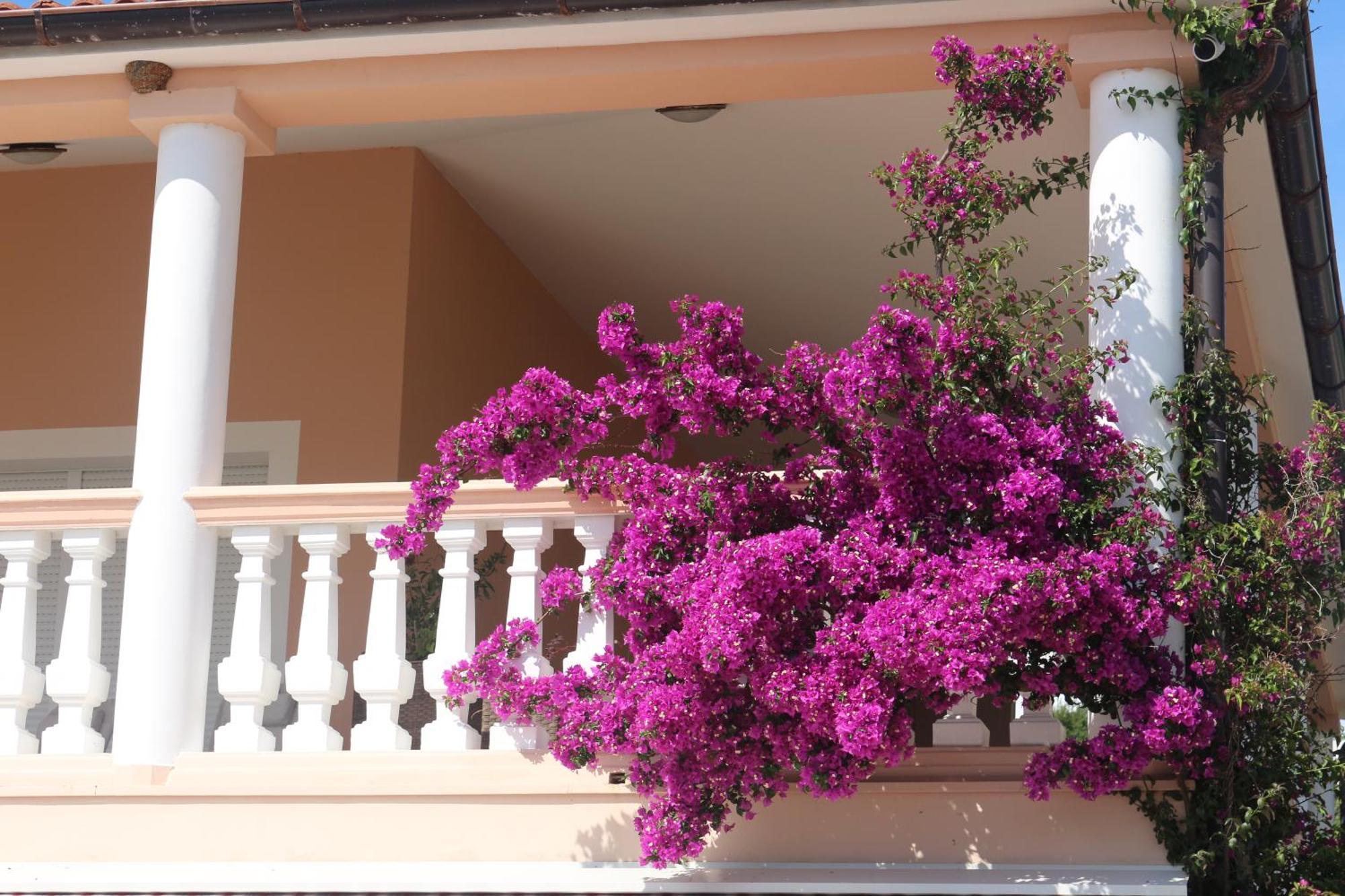 Appartement Olive House