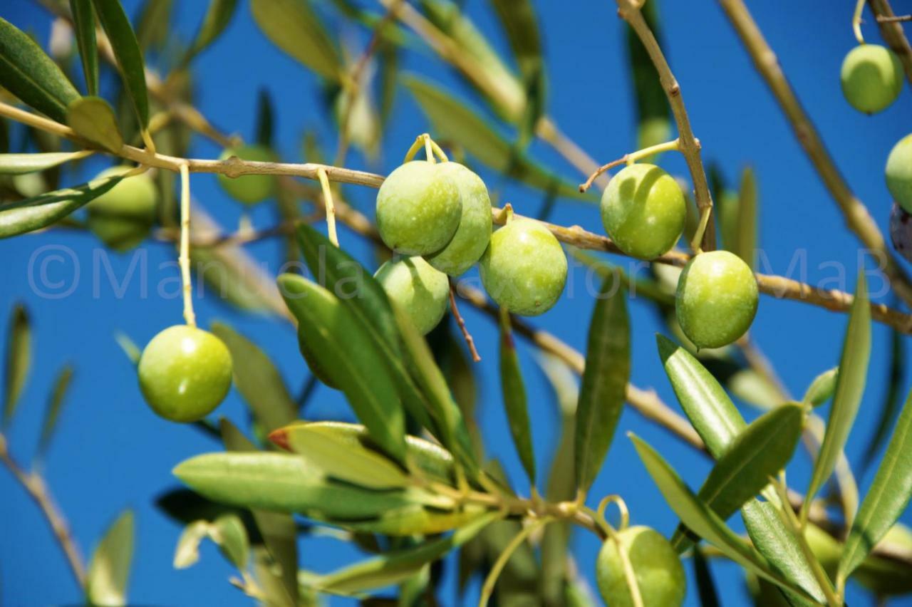 Olive House *